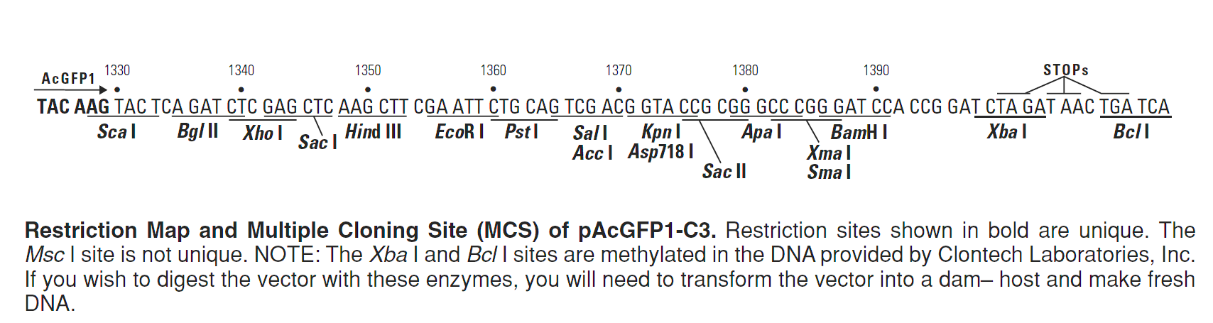 pAcGFP1-C3 多克隆位点 点击看大图 pAcGFP1-C3 多克隆位点